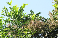 Zanthoxylum myriacanthum
