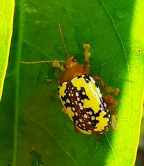 Podontia congregata
