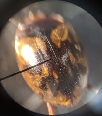 Hyphydrus pictus