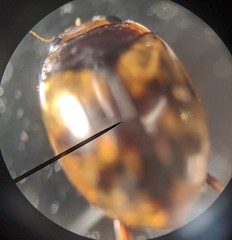 Hyphydrus pictus