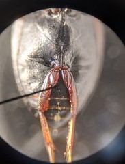 Nebrioporus mascatensis