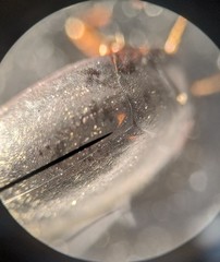 Nebrioporus mascatensis