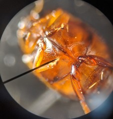 Hyphydrus pictus