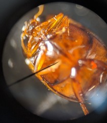 Hyphydrus pictus