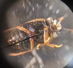 Hydroglyphus sinuspersicus