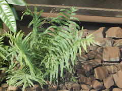 Pteris vittata
