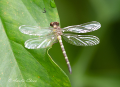 Microgomphus chelifer