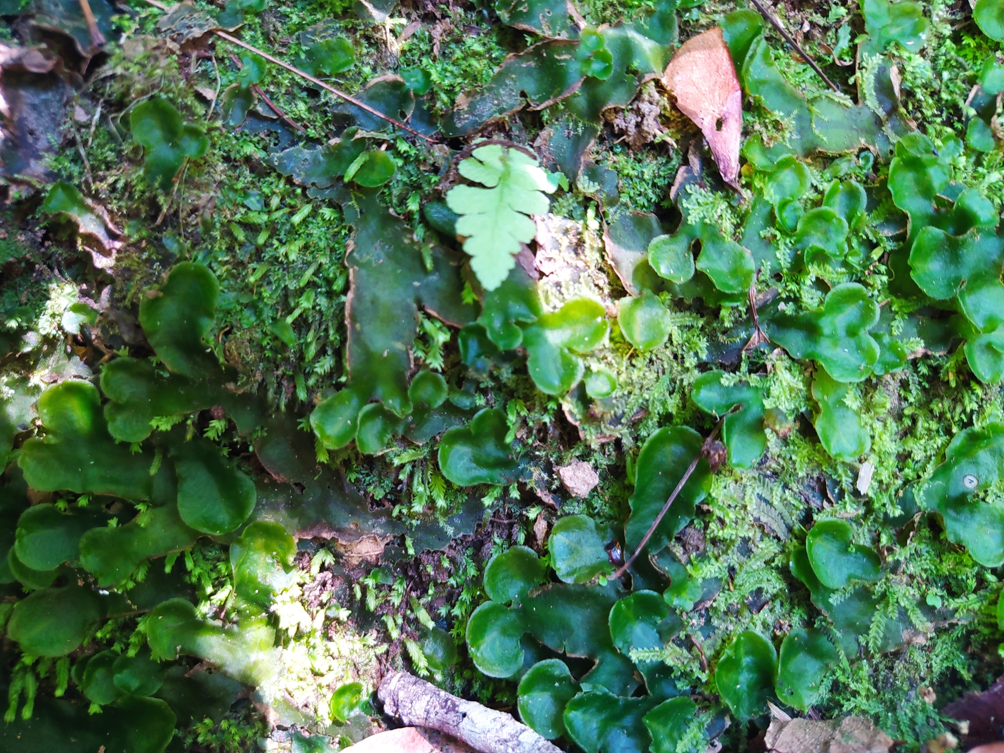 Dumortiera hirsuta