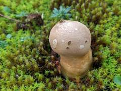 Lycoperdon lividum