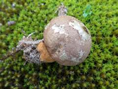 Lycoperdon lividum