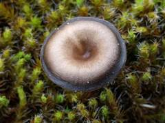 Clitocybe barbularum