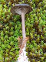 Clitocybe barbularum