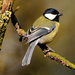 Great Tit - Photo (c) Kev Chapman, some rights reserved (CC BY)