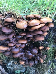 Kuehneromyces mutabilis