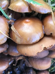 Kuehneromyces mutabilis