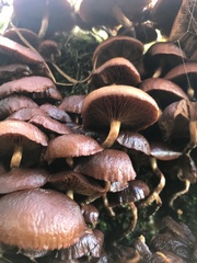 Kuehneromyces mutabilis