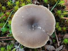 Clitocybe barbularum
