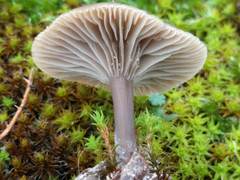 Clitocybe barbularum