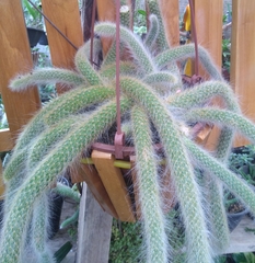Cleistocactus colademononis