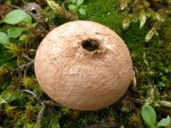 Lycoperdon lividum