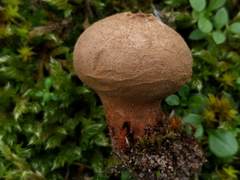 Lycoperdon lividum