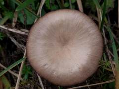 Clitocybe barbularum