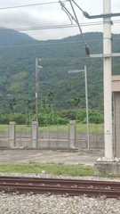 Areca