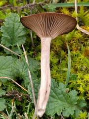 Clitocybe barbularum