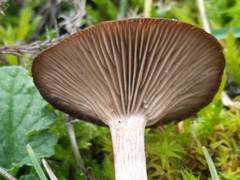 Clitocybe barbularum