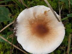 Lepiota erminea