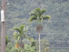 Areca