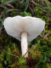 Lepiota erminea