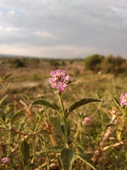 Lippia junelliana