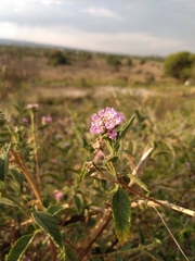 Lippia junelliana