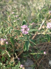 Lippia junelliana