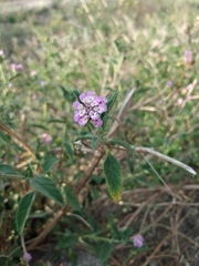 Lippia junelliana