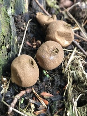 Apioperdon pyriforme