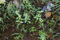 Limnophila chinensis