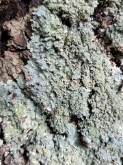 Punctelia perreticulata
