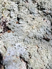 Punctelia perreticulata