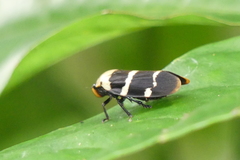 Phymatostetha semele