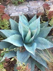 Agave ovatifolia
