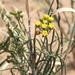Utah Vine Milkweed - Photo (c) lonnyholmes, some rights reserved (CC BY-NC), uploaded by lonnyholmes