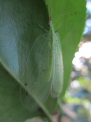 Apochrysa matsumurae