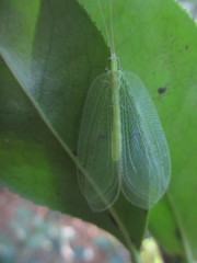Apochrysa matsumurae
