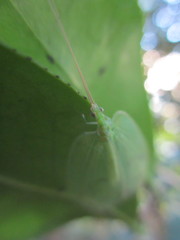 Apochrysa matsumurae