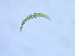 Closterium leibleinii