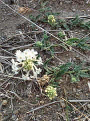 Glandularia platensis