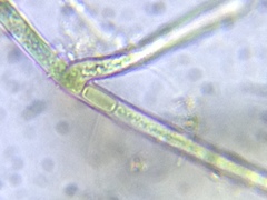 Hapalosiphon hibernicus