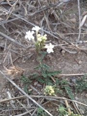 Glandularia platensis